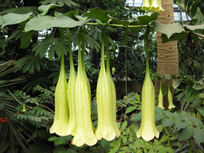 캄파니타 크리올라 - campanita, campanita criolla, Cubanola domingensis (syn. Portlandia domingensis)