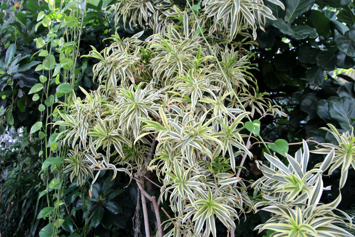 접란 - Spider plant, Chlorophytum comosum