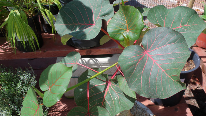 페티올라리스 - Petiolate fig, Rock fig, Ficus petiolaris
