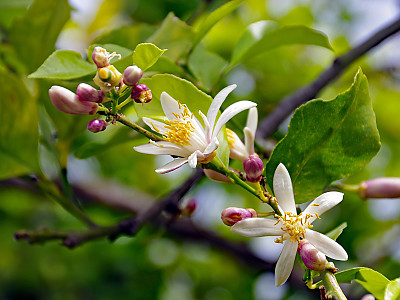 레몬 사진 - Citrus limon Photos