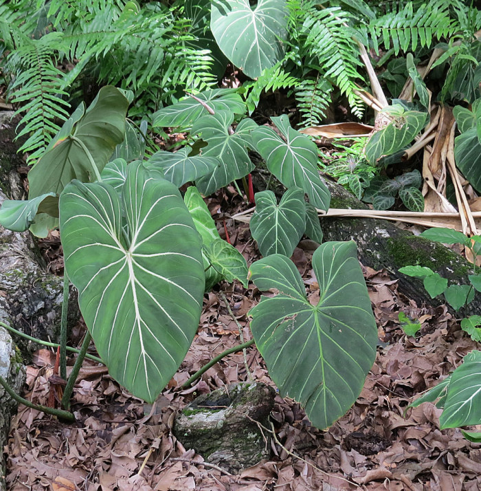 필로덴드론 글로리오섬 - Philodendron gloriosum