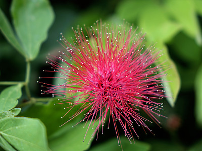 홍자귀나무 사진 - Calliandra emarginata Photos