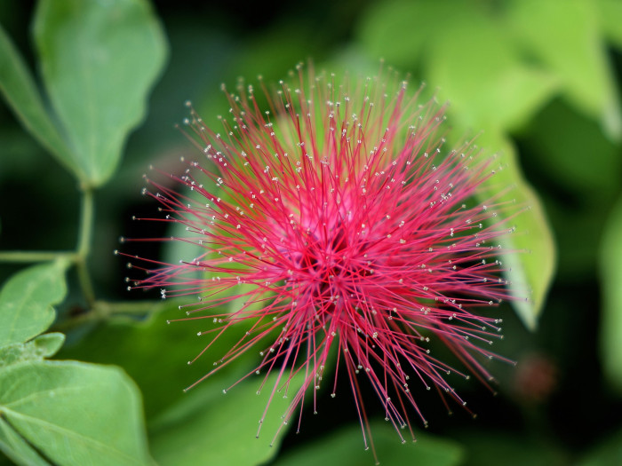 홍자귀나무 - Powder Puff Flower, Calliandra emarginata