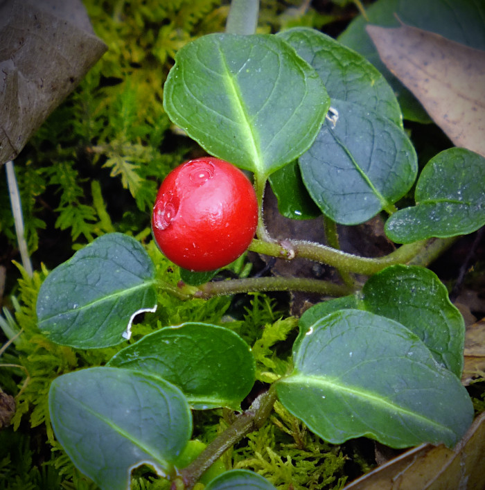가울테리아 - Teaberry, Wintergreen, Checkerberry, Gaultheria procumbens L.