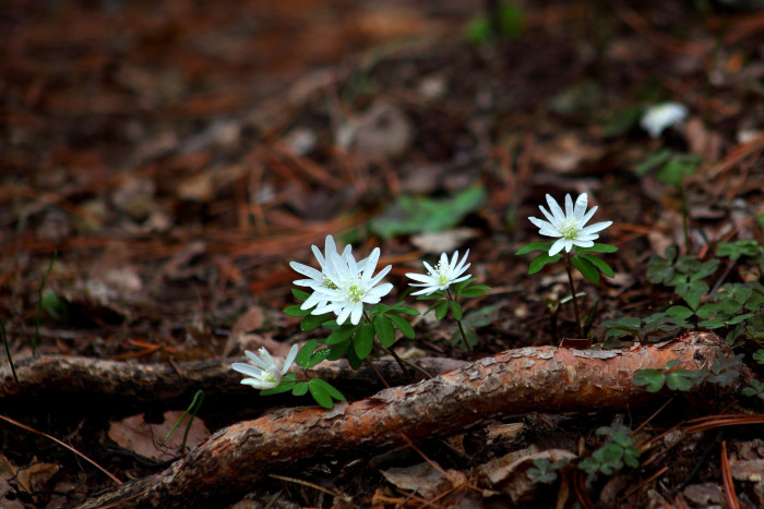 꿩의바람꽃 - Anemone raddeana Regel