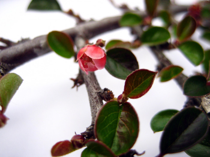 홍자단 - Rock cotoneaster, Cotoneaster horizontalis Decne.