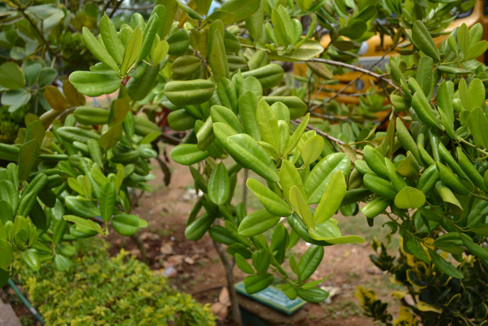 피멘토 - Pimenta dioica