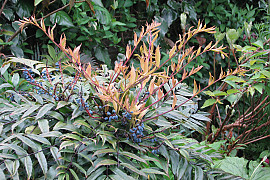 중국남천 - Mahonia fortunei (Lindl.) Fedde