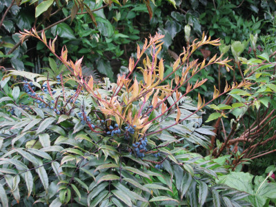 중국남천 사진 - Mahonia fortunei (Lindl.) Fedde Photos