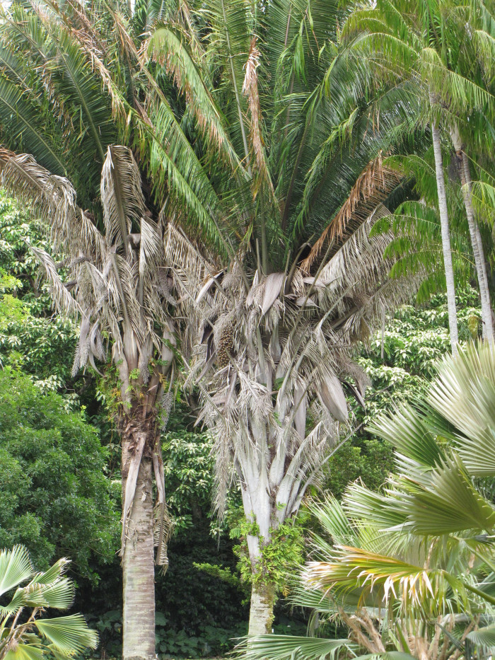 와인 야자 - Wine Palm, Yagua palm, American oil palm, Attalea butyracea