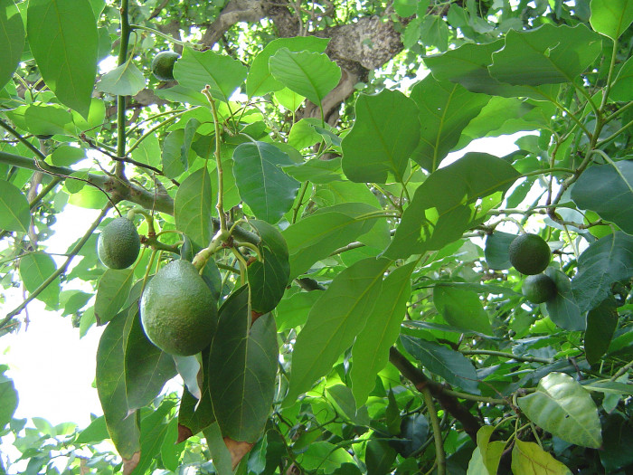 아보카도 - Avocado, Alligator pear, Butter fruit, Persea americana Mill.