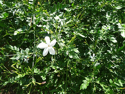 스페인 자스민 사진 - Jasminum grandiflorum Photos