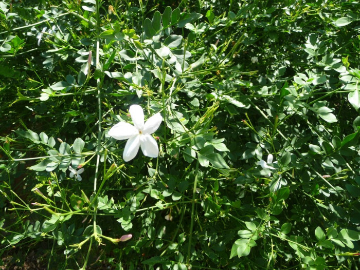 스페인 자스민 - Spanish jasmine, Royal jasmine, Catalan jasmine, Poet