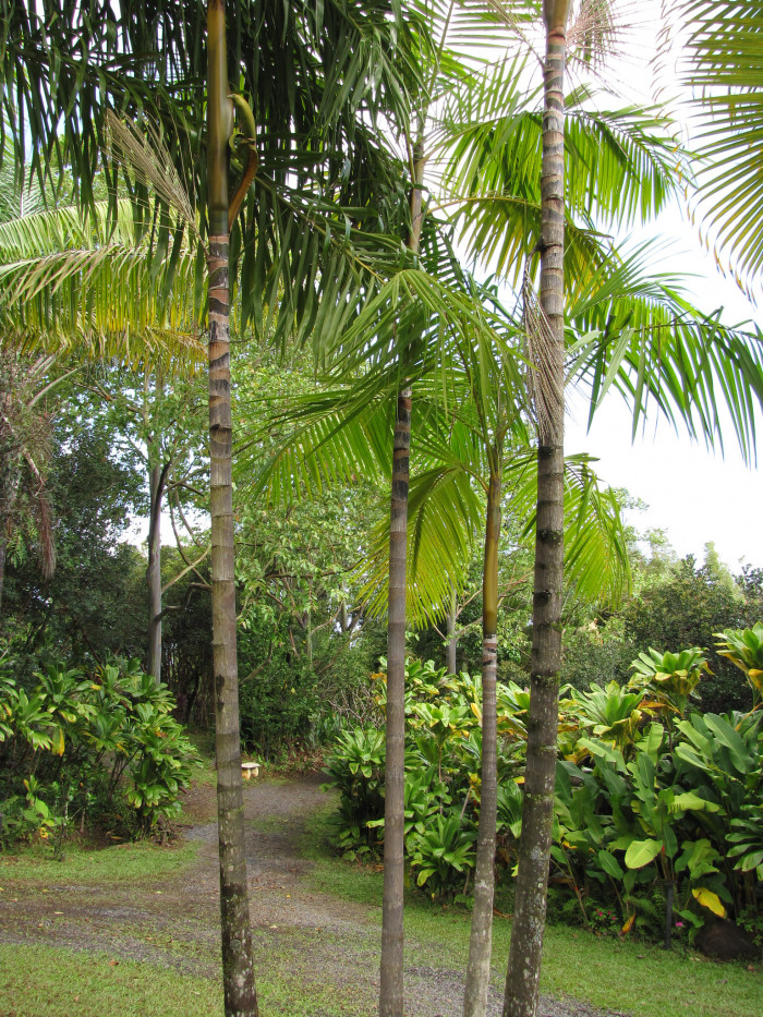 아카이야자 - Acai Palm, Açaí palm, Assai palm, Euterpe oleracea