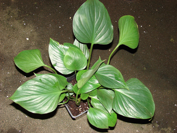 호마로메나 - Homalomena sp.