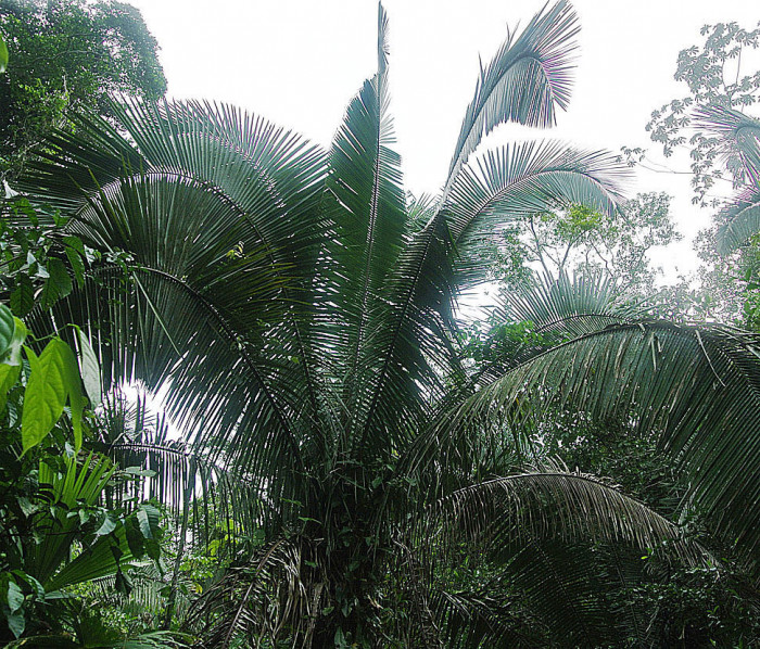 와인 야자 - Wine Palm, Yagua palm, American oil palm, Attalea butyracea