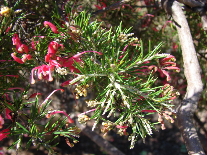 핑크단사 - Grevillea, Grevillea rosmarinifolia