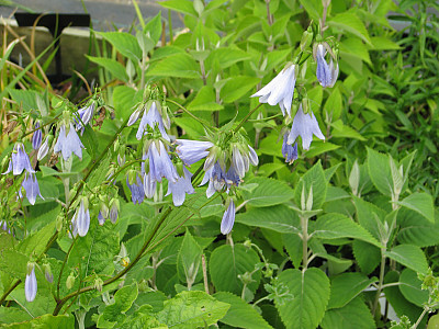 모시대 사진 - Adenophora remotiflora (Siebold & Zucc.) Miq. Photos