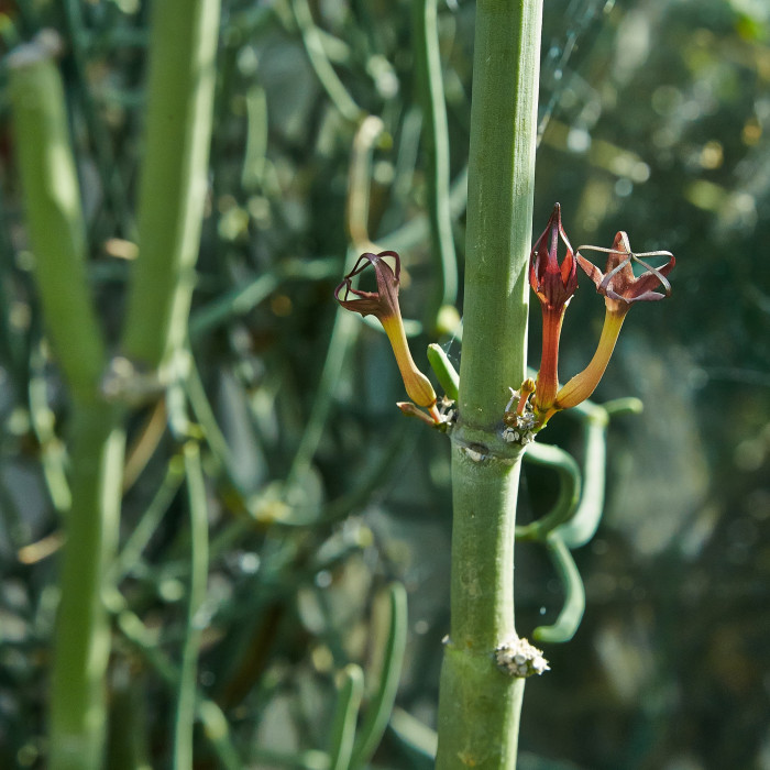 후시 - Ceropegia fusca