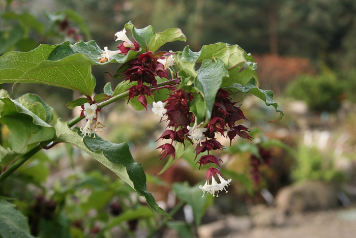 매엽죽 - Leycesteria formosa