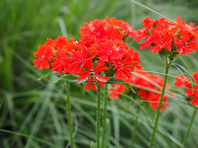칼케도니아 동자꽃 사진 - Lychnis chalcedonica Photos