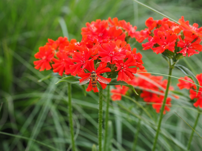 칼케도니아 동자꽃 - Lychnis chalcedonica