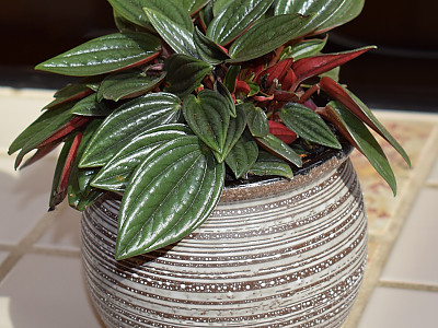 페페로미아 에덴로소 사진 - Peperomia Eden Rosso Photos