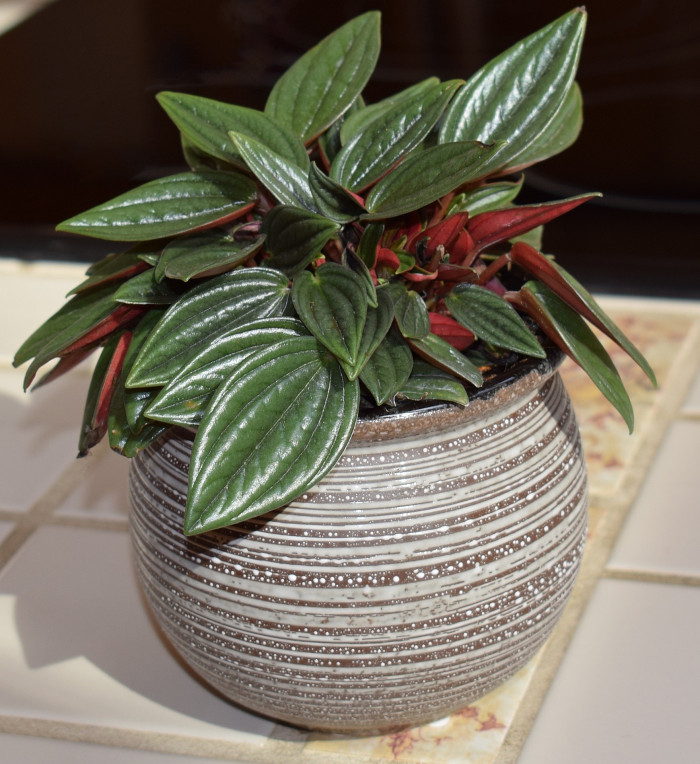 페페로미아 에덴로소 - Peperomia Eden Rosso
