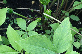 둥근잎천남성 - Arisaema amurense Maxim.