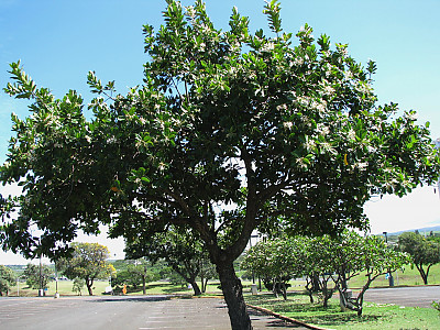 용화수 사진 - Calophyllum inophyllum Photos