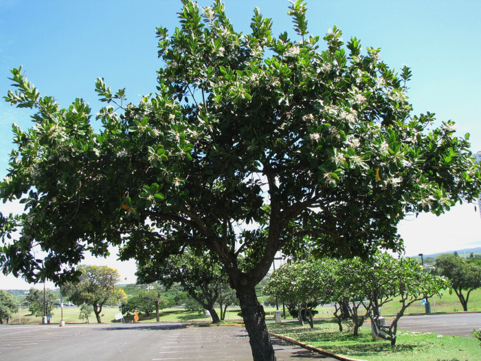 용화수 - Alexandrian laurel, balltree, laurelwood, Beauty Leaf, Calophyllum inophyllum