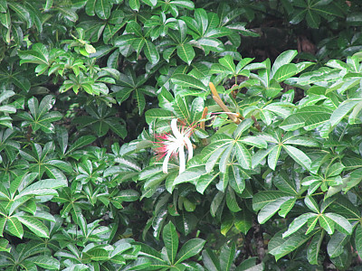 피카라 사진 - Pachira aquatica Photos