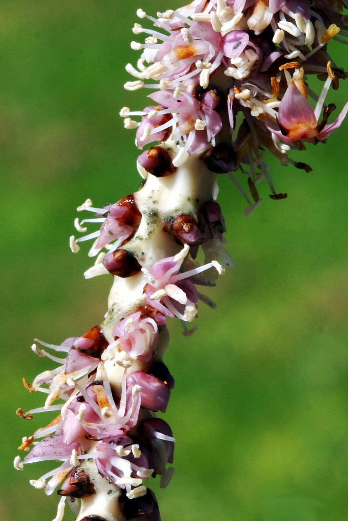 닉카우 야자 - Nikau Palm, Shaving Brush Palm, Rhopalostylis sapida