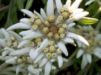 들떡쑥 사진 - Leontopodium leontopodioides (Willd.) Beauverd Photos