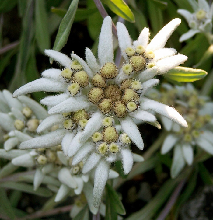 들떡쑥 - Leontopodium leontopodioides (Willd.) Beauverd