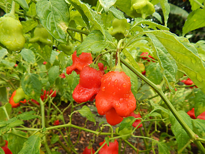 튤립고추 사진 - Capsicum baccatum  var.pendulum Photos