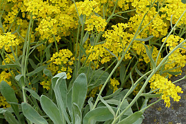 암석알리섬 - Alyssum saxatile