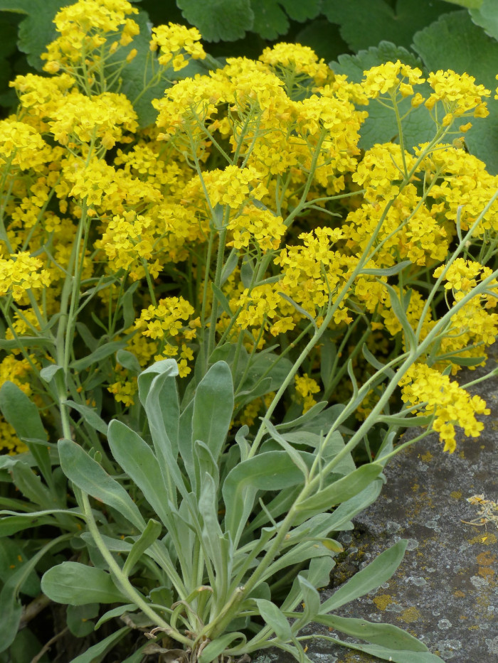 암석알리섬 - Stone herb, Basket of gold, Goldentuft alyssum, golden alyssum, Golden alison, Alyssum saxatile