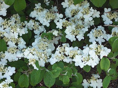 설구화 사진 - Viburnum plicatum Photos