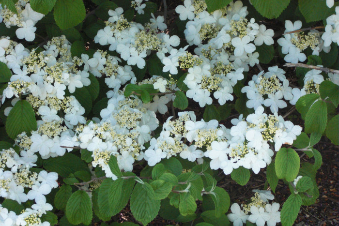 설구화 - Japanese Snowball, Viburnum plicatum