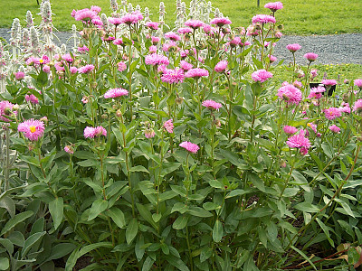 아스펜데이지 사진 - Erigeron speciosus Photos