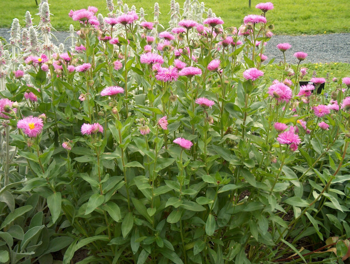 아스펜데이지 - Aspen daisy, Aspen fleabane, Garden fleabane, showy fleabane, Erigeron speciosus