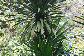 잔파 - Dracaena loureiri