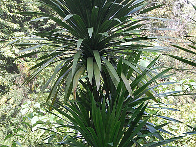 잔파 사진 - Dracaena loureiri Photos