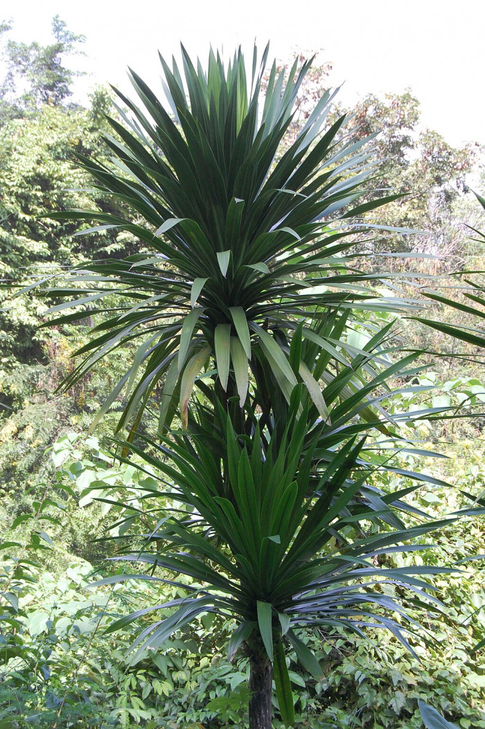 잔파 - Thai Dracaena, Dracaena loureiri
