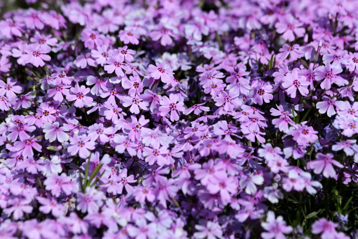 지면패랭이꽃 - Phlox subulata L.