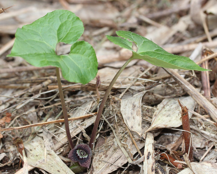 족두리풀 - Asarum sieboldii
