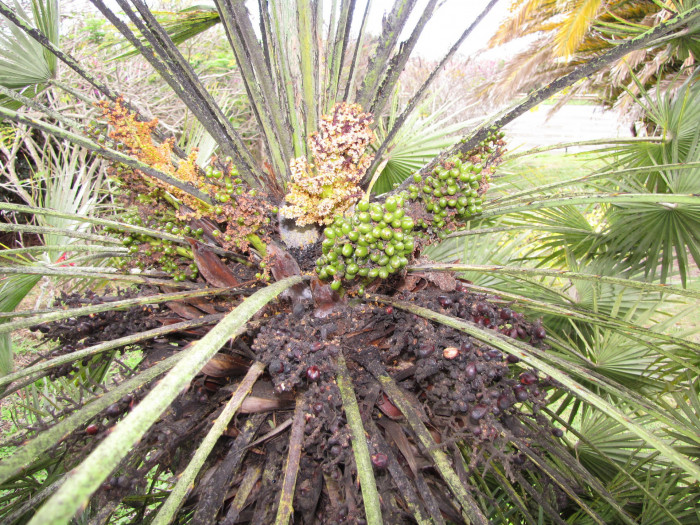 자매로프스야자 - Hair palm, Dwarf Fan Palm, Chamaerops humilis L.