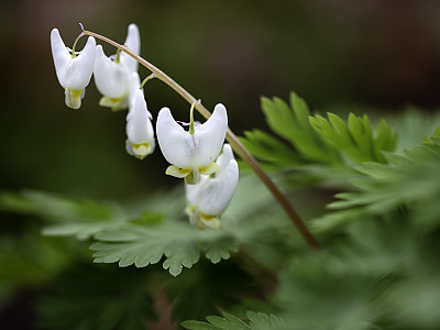 네델란드 금낭화 사진 - Dicentra cucullaria (L.) Bernh. Photos