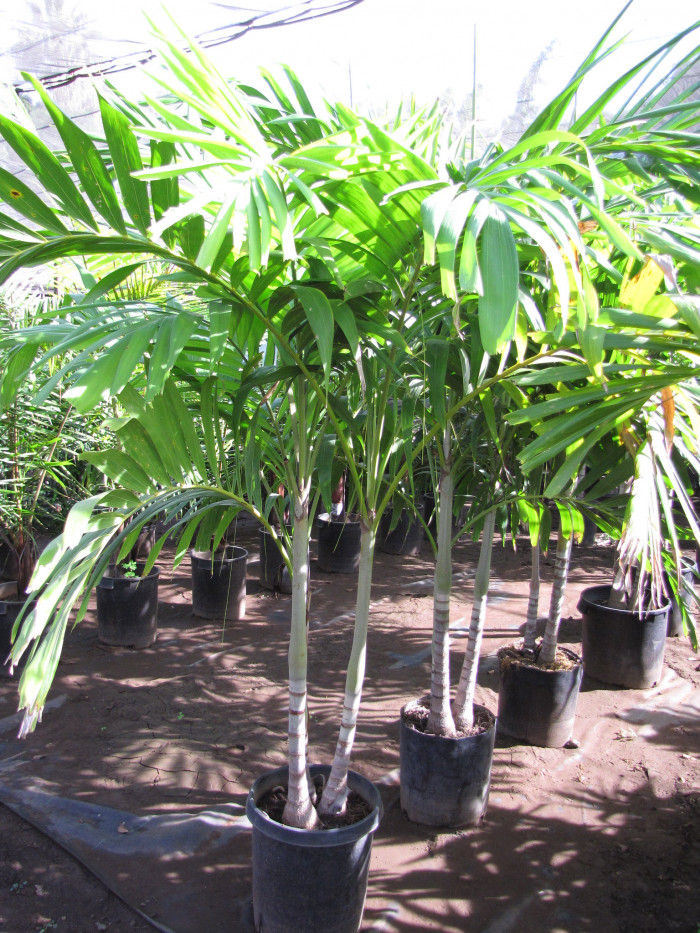 엘레강스야자 - Solitaire palm, Alexander Palm, Ptychosperma elegans blume.